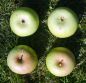 Preview: Apfelbaum, Herbstapfel 'Angelner Borsdorfer' (Malus 'Angelner Borsdorfer') - alte Apfelsorte!